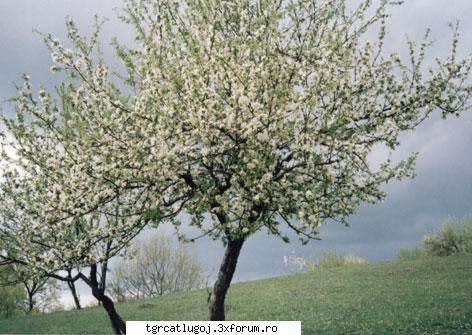 gradina este frica dansam valsul florilor? este frica iubim? este frica??