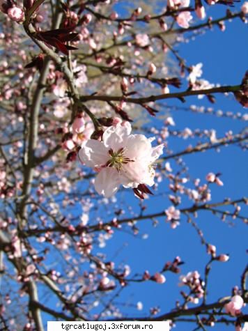 GRADINA CREATIVITATII - Te-ai gindit vreodata de ce florile sunt - CAFENEA-DISCUTII GENERALE